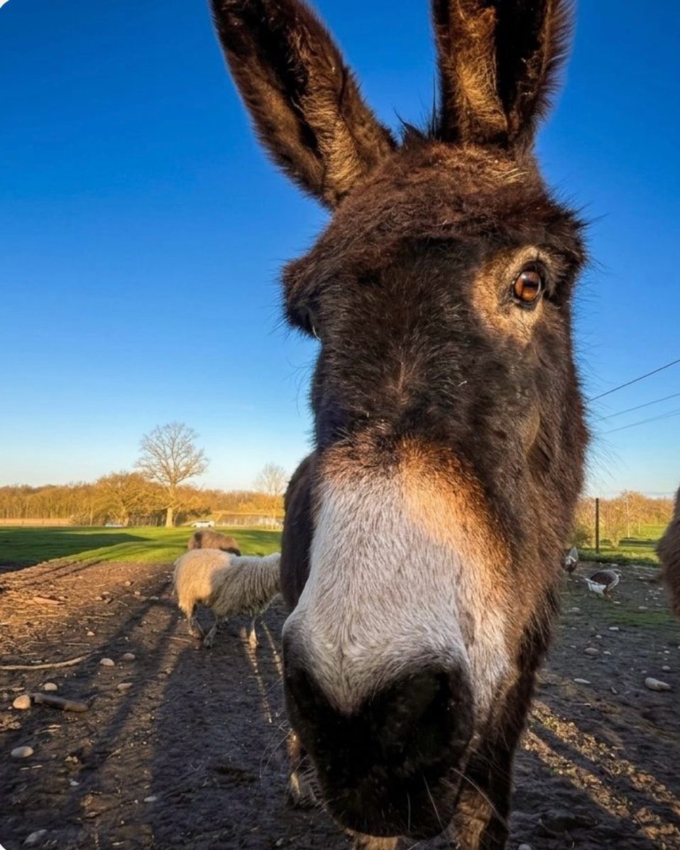 Marius l'âne en gros plan, regard caméra – Ferme Les Pétillières