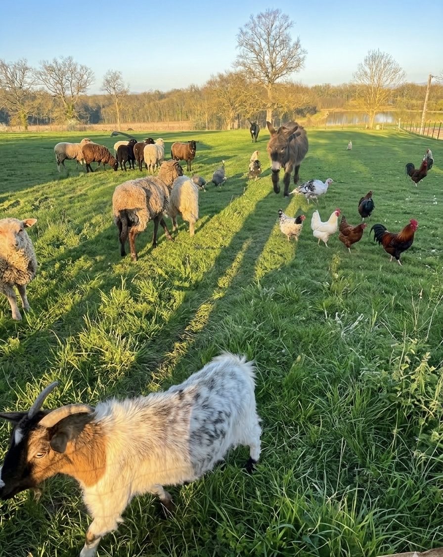 Troupeau d'animaux au coucher de soleil – Ferme Les Pétillières, Dombes